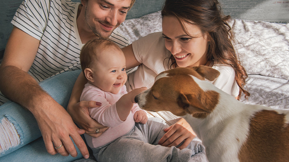 6 Ways to Introduce Your Pets to Your Newborn
